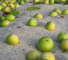 avoid this apple look alike this is the dangerous manchineel fruit it's poisonous