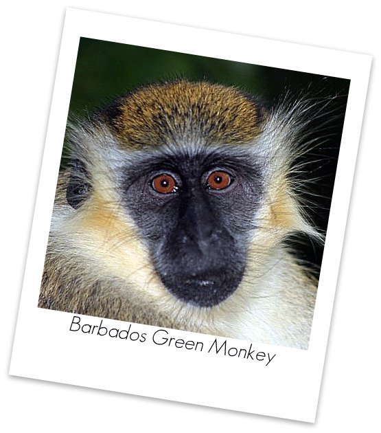 barbados-wildlife-reserve-barbados-green-monkey