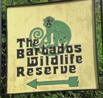 barbados wildlife reserve