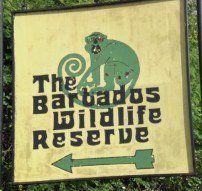 barbados wildlife reserve