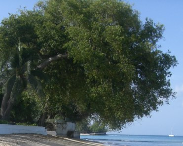 gibbs-beach-barbados-manchineel-tree