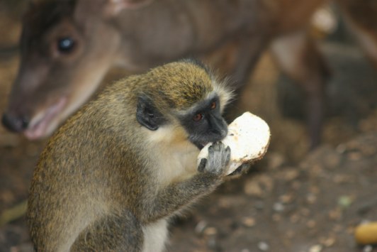 barbados green monkey eating