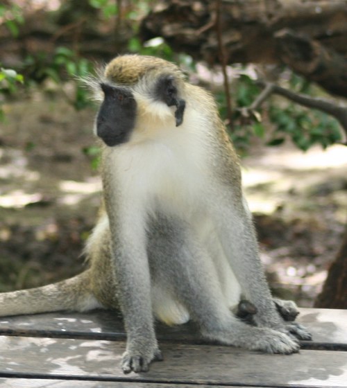 barbados green monkey