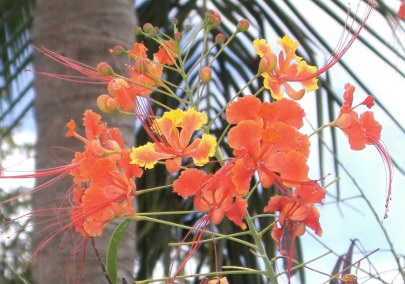 pride-of-barbados-flower