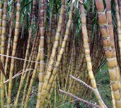 sugar cane barbados
