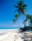 aquamarine waters and swaying palm trees in barbados